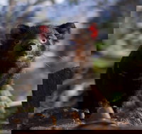 Bonorong Wildlife Sanctuary - Gold Coast Attractions