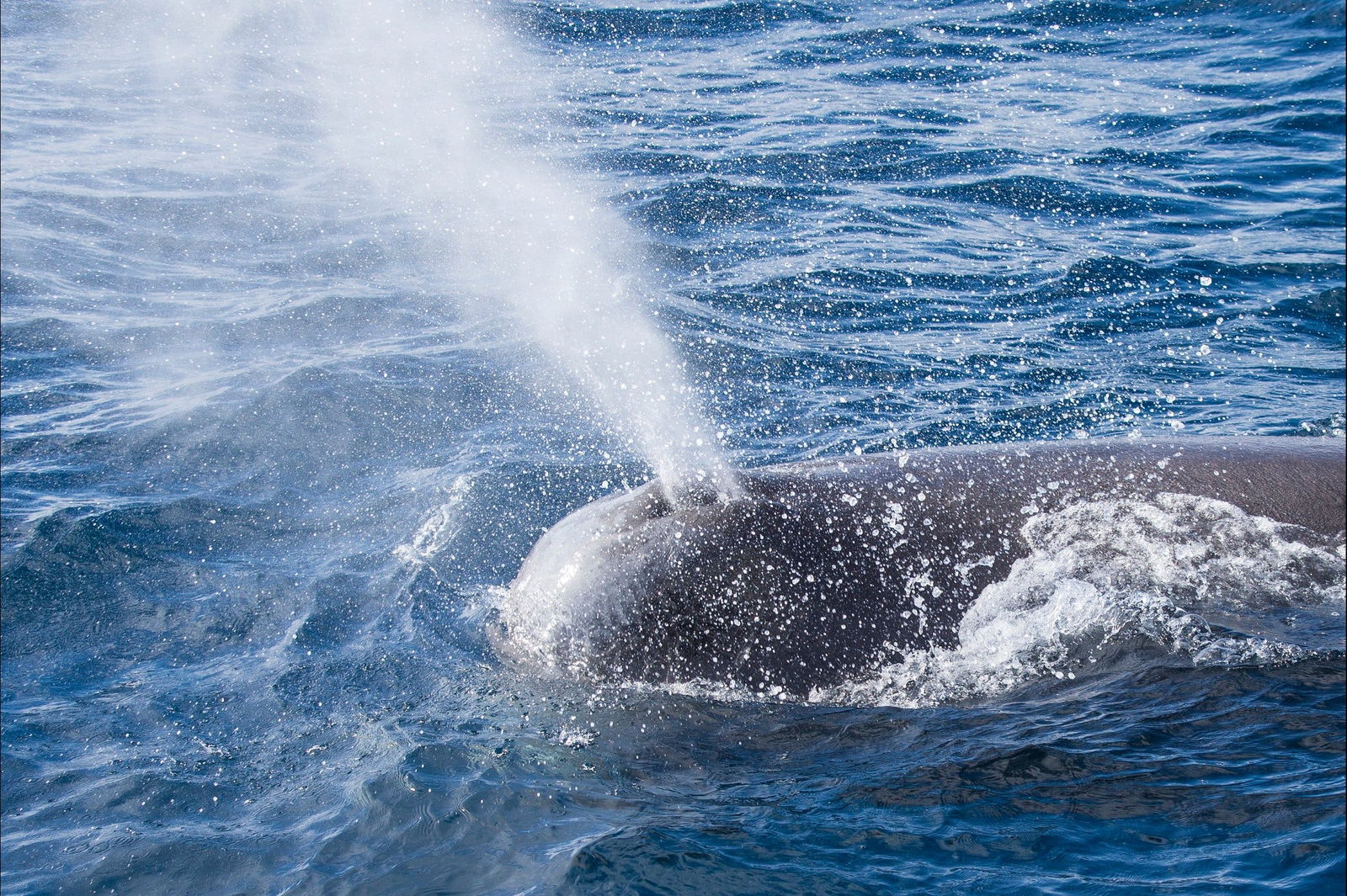  Gold Coast Attractions