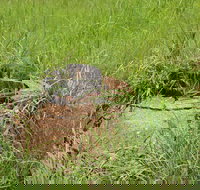Brocks Creek Chinatown and Temple Site - Gold Coast Attractions