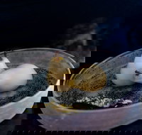 Bronwyn Clarke Ceramics - Gold Coast Attractions