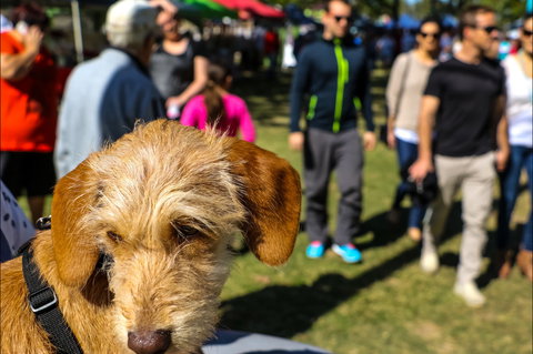 Burleigh Art And Craft Markets - Gold Coast Attractions 2