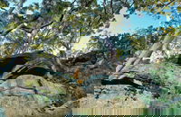 Burrawang Reach Picnic Area