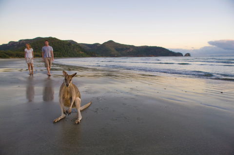 Cape Hillsborough National Park - Gold Coast Attractions 0
