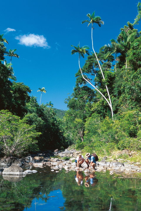 Cedar Creek Falls - Gold Coast Attractions 2