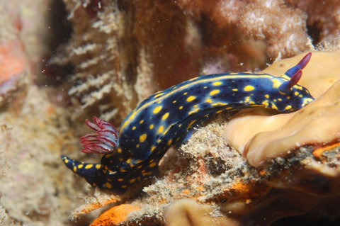 Cochrane Artificial Reef Dive Site - Gold Coast Attractions 0