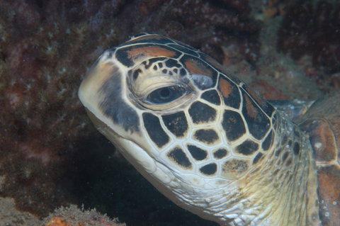Cochrane Artificial Reef Dive Site - Gold Coast Attractions 2