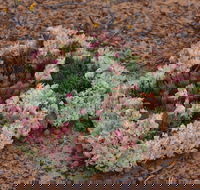 Coorow Wreath Flowers - Gold Coast Attractions