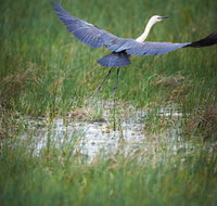 Germein Reserve - Gold Coast Attractions