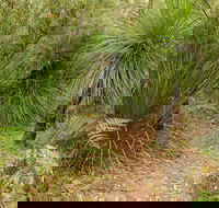 Grass Tree Circuit - Gold Coast Attractions
