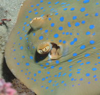 Jorgey's Patch Dive Site - Gold Coast Attractions