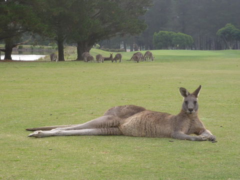 Kangaroo Tours At Gisborne Golf Club Inc - Gold Coast Attractions 1