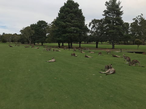 Kangaroo Tours At Gisborne Golf Club Inc - Gold Coast Attractions 2