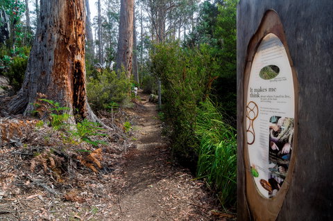 Lake St Clair (Cradle Mountain  - Lake St Clair National Park) - Gold Coast Attractions 2