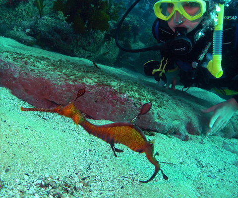 Merimbula Divers Lodge - Gold Coast Attractions 2