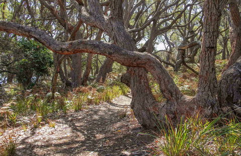 Middle Lagoon Walking Track - Gold Coast Attractions 0