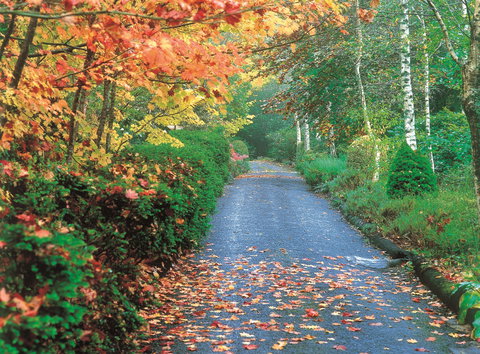 Mount Wilson And Mount Irvine - Gold Coast Attractions 0