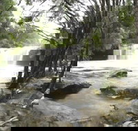 Nellies Glen Carrington Falls - Gold Coast Attractions