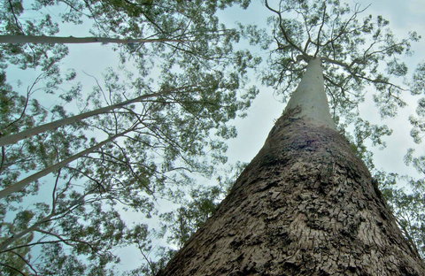 O'Sullivans Gap Picnic Area - Gold Coast Attractions 0