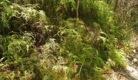 Powder Magazine Walking Track - Gold Coast Attractions 0