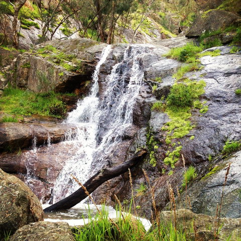 Salisbury Falls Walk - Gold Coast Attractions 1