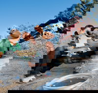 Sapphire - Gold Coast Attractions