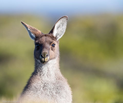 The Sole Walk At Hillocks Drive - Gold Coast Attractions 1