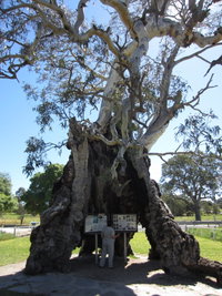 The Herbig Family Tree