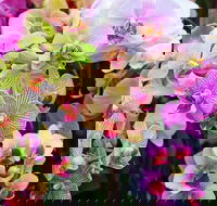Tinonee Orchid Nursery - Gold Coast Attractions