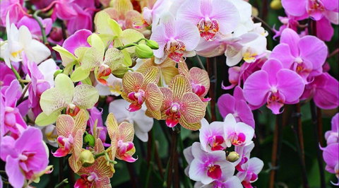 Tinonee Orchid Nursery - Gold Coast Attractions 0