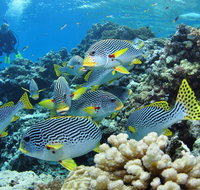 Twin Peaks Dive Site - Gold Coast Attractions