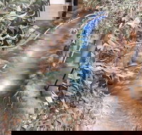 Barmah Forest Heritage and Education Centre - Nathalia - Gold Coast Attractions