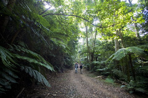 Booloumba Falls Walk, Conondale National Park - Gold Coast Attractions 2