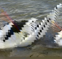 Chinaman Wells - Gold Coast Attractions