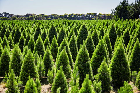 Christmas Tree Farm - Gold Coast Attractions 0