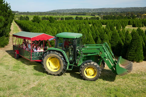 Christmas Tree Farm - Gold Coast Attractions 1