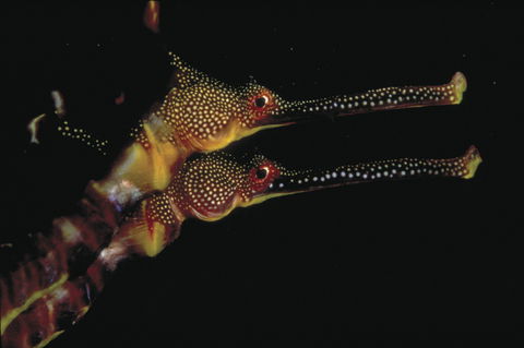 Eagle Rock Marine Sanctuary - Gold Coast Attractions 0