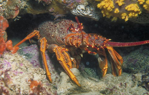 Eagle Rock Marine Sanctuary - Gold Coast Attractions 1
