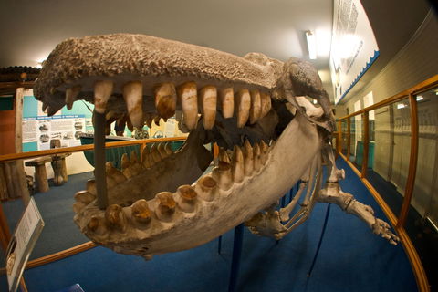 Eden Killer Whale Museum - Gold Coast Attractions 0