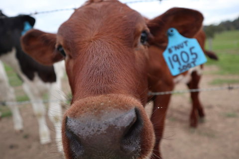 Farm Visit  Dungog - Gold Coast Attractions 2