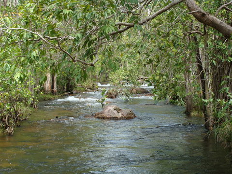 Florence Creek Walk - Gold Coast Attractions 0