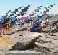 Gondwana Coast Fossil Walk - Gold Coast Attractions