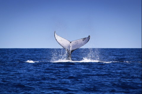 Humpback Whales - Gold Coast Attractions 0