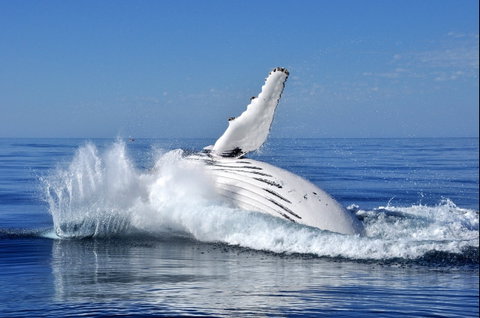Humpback Whales - Gold Coast Attractions 1