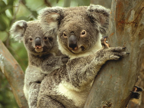Koalas In Gunnedah - Gold Coast Attractions 0