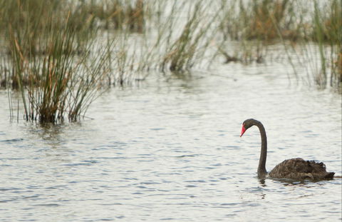 Little Llangothlin Picnic Area - Gold Coast Attractions 0