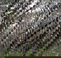 Lookout Hill  Circuit Walk - Gold Coast Attractions