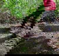 Maiala - Gold Coast Attractions