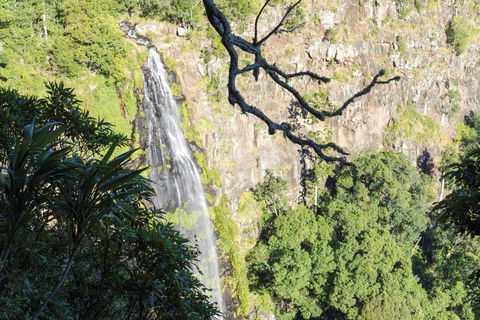 Morans Falls Track, Lamington National Park - Gold Coast Attractions 0