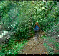 Mount Cougal Springbrook National Park - Gold Coast Attractions