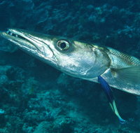 Norman Reef Dive Site - Gold Coast Attractions